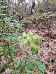 Grevillea mucronulata