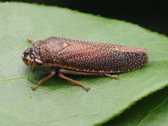 Paraulacizes irrorata