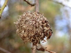 Asphondylia ceanothi