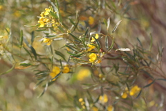 Senna artemisioides quadrifolia