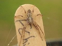 Tmarus angulatus
