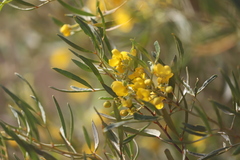 Senna artemisioides quadrifolia