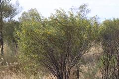 Senna artemisioides quadrifolia