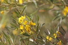 Senna artemisioides quadrifolia