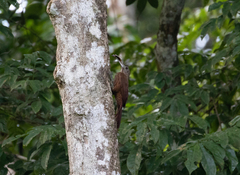 Xiphorhynchus guttatus