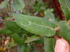 Arctostaphylos andersonii