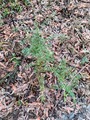 Grevillea mucronulata