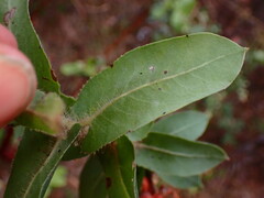Arctostaphylos andersonii