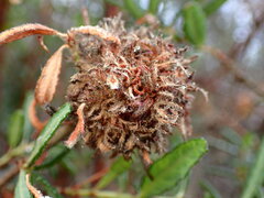 Asphondylia ceanothi