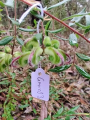 Grevillea mucronulata