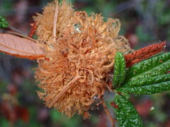 Asphondylia ceanothi