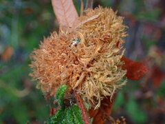 Asphondylia ceanothi