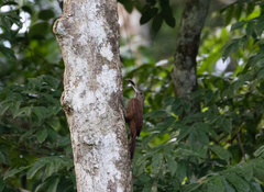 Xiphorhynchus guttatus