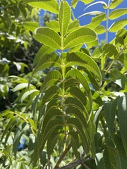 Juglans major