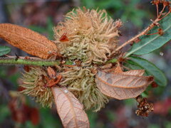 Asphondylia ceanothi