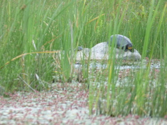 Emydoidea blandingii