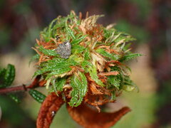 Asphondylia ceanothi