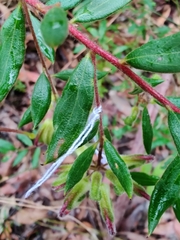 Grevillea mucronulata