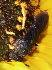 Protandrena aethiops