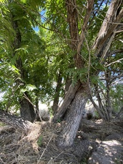 Juglans major