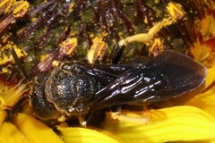 Protandrena aethiops