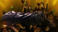 Protandrena aethiops