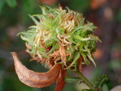 Asphondylia ceanothi