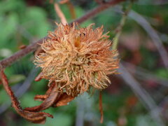 Asphondylia ceanothi