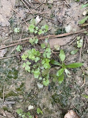 Cardamine occulta
