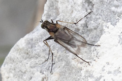 Dolichopus mannerheimi