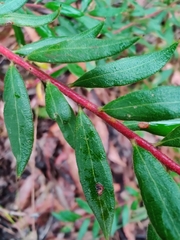 Grevillea mucronulata