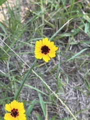 Coreopsis tinctoria