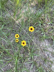Coreopsis tinctoria
