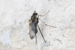 Dolichopus mannerheimi