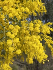 Acacia spectabilis