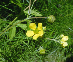 Geum macrophyllum
