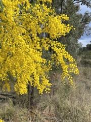 Acacia spectabilis