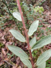 Grevillea mucronulata