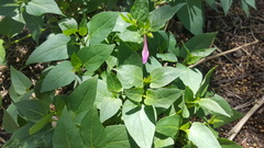 Mirabilis multiflora