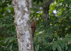 Xiphorhynchus guttatus