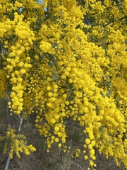Acacia spectabilis