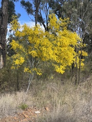 Acacia spectabilis