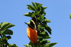 Papilio garamas