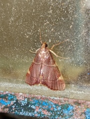 Hypsopygia olinalis