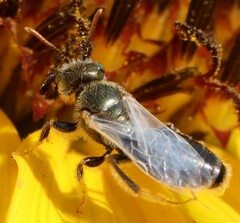 Cockerellia