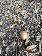 Entoloma vernum