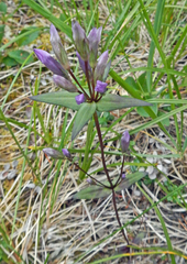 Gentianella propinqua