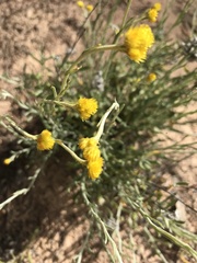 Chrysocephalum semipapposum