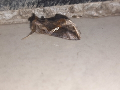 Chrysodeixis eriosoma