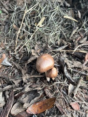 Entoloma vernum